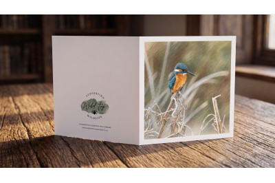 Kingfisher in Winter Greeting Card